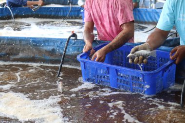 Bir insanın eli biyo-lok balık havuzuna balık bırakıyor.