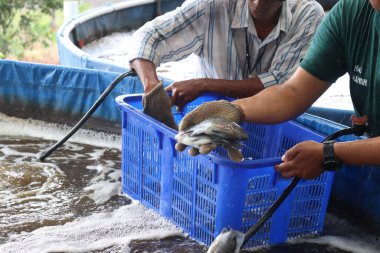 Bir insanın eli biyo-lok balık havuzuna balık bırakıyor.