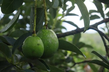 green avocado still on its fertile tree