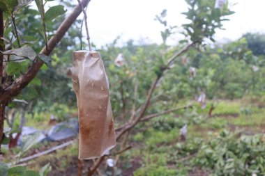 Kristal guava meyvesi kağıda sarılır böylece meyve haşereleri tarafından yenmez..