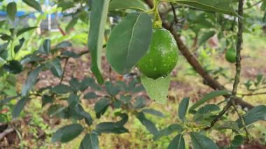 green avocado still on its fertile tree