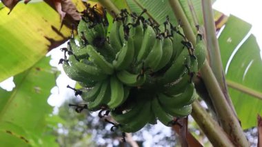 Yeşil Cavendish muzları ve muz ağaçları