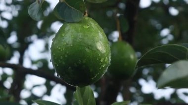 green avocado still on its fertile tree