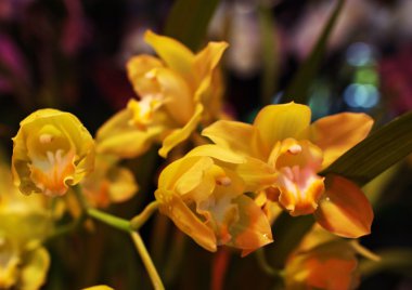 bitkilerde sera, Moskova, Rusya Federasyonu