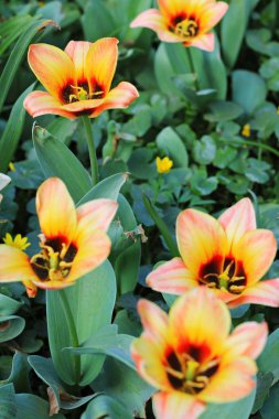 bitkiler, Moskova, Rusya Federasyonu