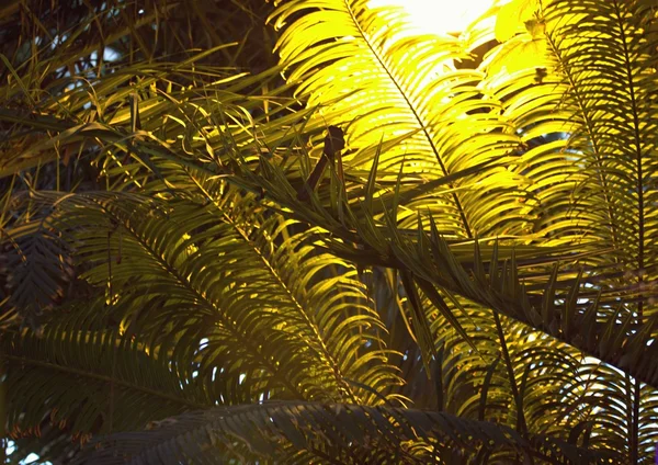 Φυτά, Μόσχα, Ρωσία — Φωτογραφία Αρχείου