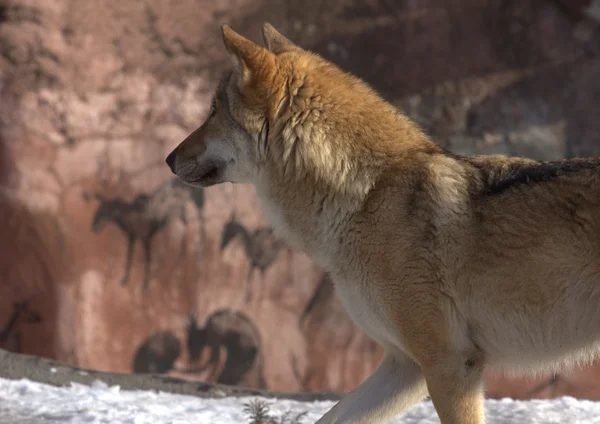 Animaux Dans Parc Zoologique Moscou Russie — Photo