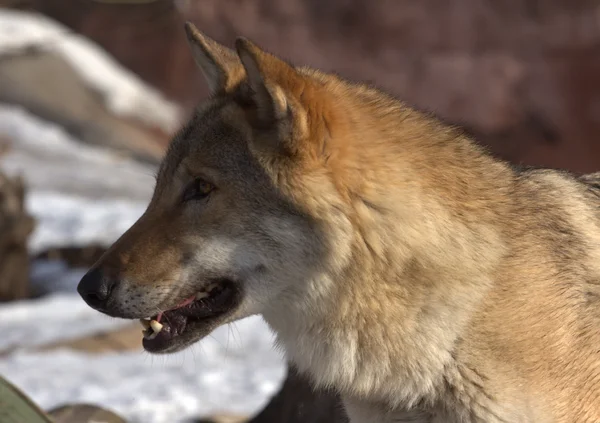 Animaux Dans Parc Zoologique Moscou Russie — Photo