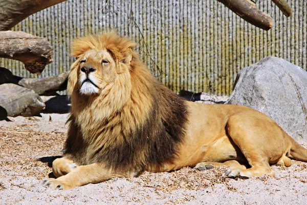 Animales del zoológico en copenhagen zoo park, Dinamarca —  Fotos de Stock