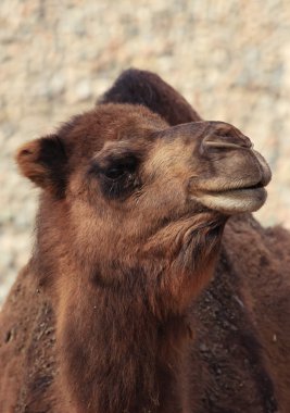 Hayvanat bahçesi hayvanları, Almatı, Kazakistan