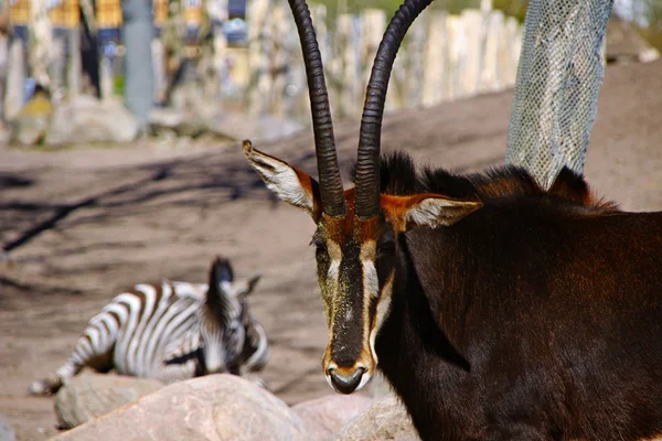 Antilope Noire Dans Parc Zoologique Copenhagen Danemark — Photo