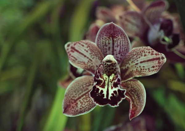 Orchid Blommor Växthus Moskva Ryssland — Stockfoto