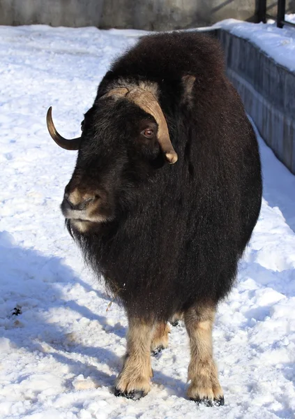 Animaux de zoo dans le parc zoologique de Moscou, Russie — Photo