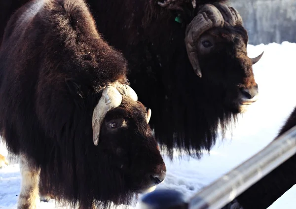 Bœuf Musqué Dans Parc Zoologique Moscou Russie — Photo