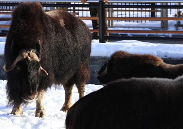 Bœuf Musqué Dans Parc Zoologique Moscou Russie — Photo