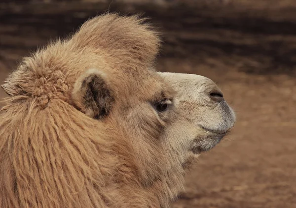 Animali dello zoo, Almaty, Kazakistan — Foto Stock