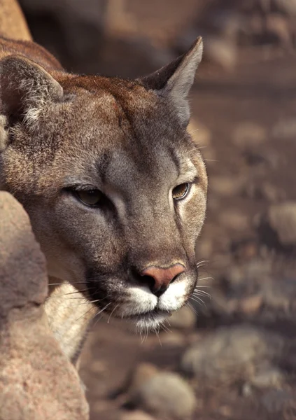 Zwierzęta z ogrodów zoologicznych zoo parku w Ałma-Ata, Kazachstan — Zdjęcie stockowe