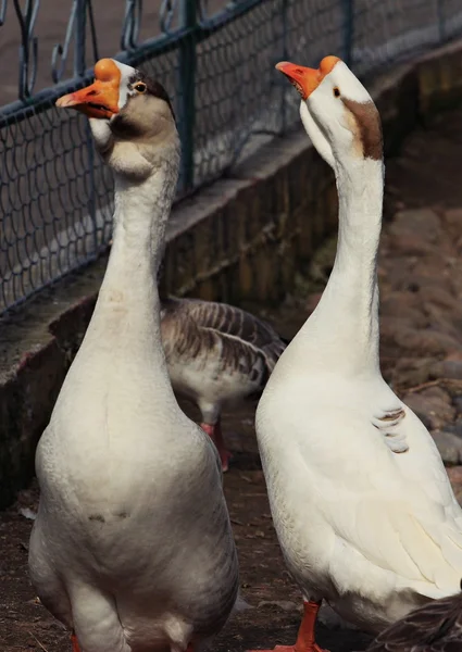 Zootiere, Almaty, Kasachstan — Stockfoto