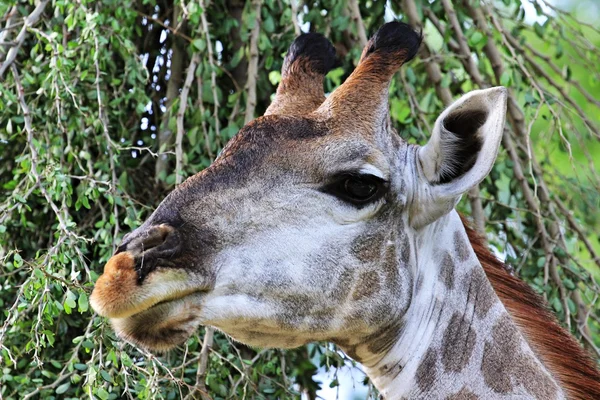 zoo animals in zoo park, Vietnam