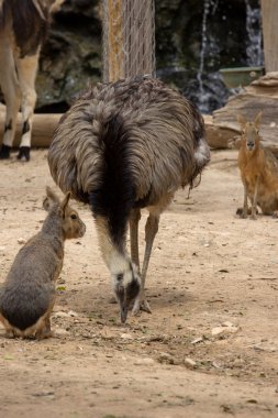 Hayvanat bahçesi hayvanları Limasol zoo Park, Kıbrıs