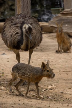 Hayvanat bahçesi hayvanları Limasol zoo Park, Kıbrıs