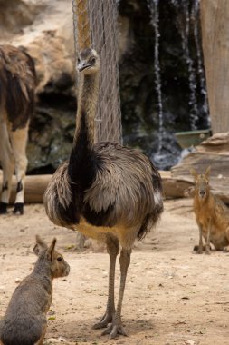 Hayvanat bahçesi hayvanları Limasol zoo Park, Kıbrıs