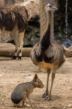Hayvanat bahçesi hayvanları Limasol zoo Park, Kıbrıs