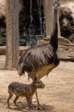 Hayvanat bahçesi hayvanları Limasol zoo Park, Kıbrıs