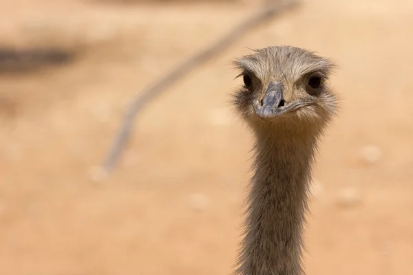 zoo animals in Cyprus zoo park