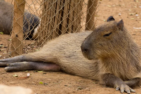 Animali dello zoo nel parco dello zoo, Cipro — Foto Stock