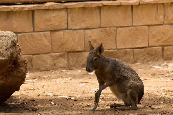 Mara Limasol Zoo Park Kıbrıs — Stok fotoğraf