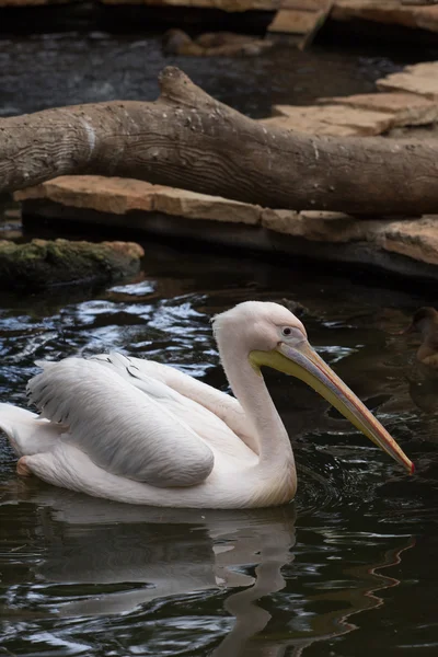 キプロス動物園公園の動物園の動物 — ストック写真