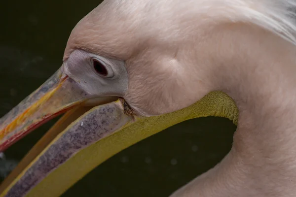 Pelikán Rybníka Zoo Park Kypr — Stock fotografie