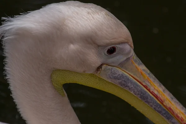 Zwierząt w ogrodach zoologicznych w Cypr zoo park — Zdjęcie stockowe