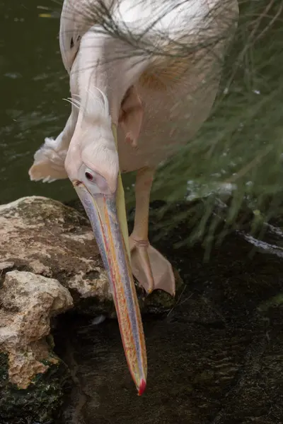 ペリカンと キプロスの動物園公園の池 — ストック写真