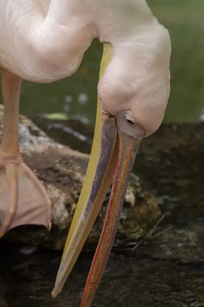 キプロス動物園公園の動物園の動物 — ストック写真