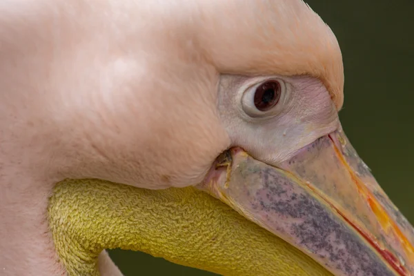 Пелікан Ставок Зоопарку Парк Кіпр — стокове фото