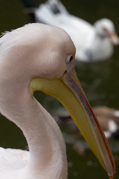 Ciprus állatkert park Zoo állatok — Stock Fotó