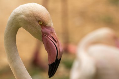 Hayvanat bahçesi hayvanları Limasol zoo Park, Kıbrıs