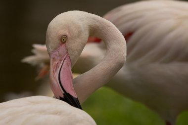 Hayvanat bahçesi hayvanları Limasol zoo Park, Kıbrıs