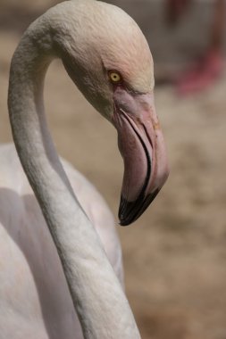 Hayvanat bahçesi hayvanları zoo Park, Kıbrıs
