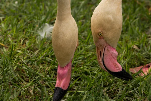 Zoo animals in zoo park, Cyprus — Stock Photo, Image