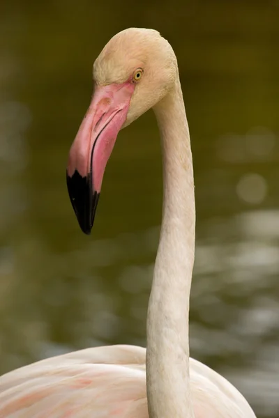 Djurparksdjur i Limassol zoo park, Cypern — Stockfoto