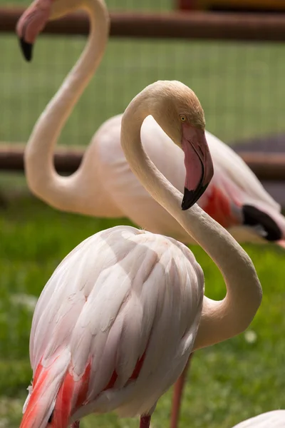 Djurparksdjur i Limassol zoo park, Cypern — Stockfoto