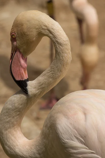 Djurparksdjur i Limassol zoo park, Cypern — Stockfoto