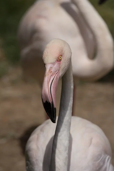 、キプロスのリマソル動物園公園の動物園の動物 — ストック写真