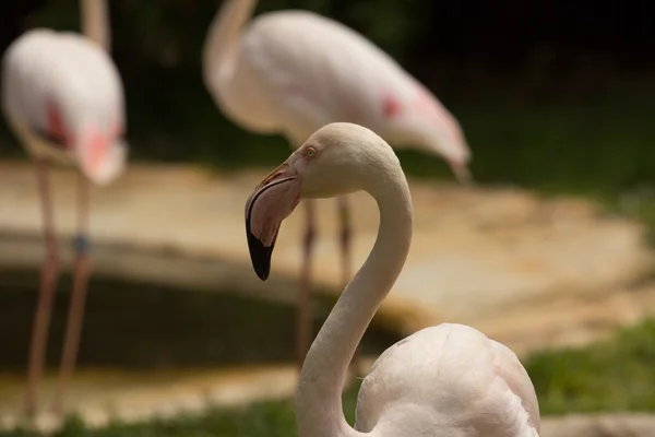 zoo animals in Limassol zoo park, Cyprus