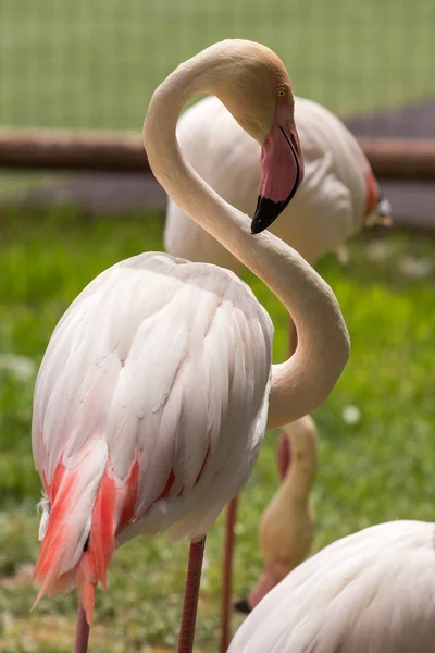 Djurparksdjur i Limassol zoo park, Cypern — Stockfoto