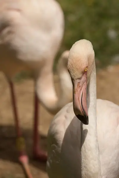 Hayvanat bahçesi hayvanları Limasol zoo Park, Kıbrıs — Stok fotoğraf