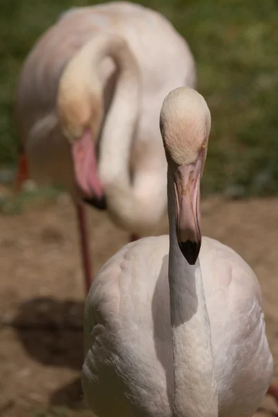 Zoológicos em Limassol zoo park, Chipre — Fotografia de Stock